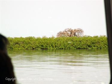 Gambia 05 Ausflug ins Saloum-Delta und zur Insel Ginack,_DSC00838b_B740